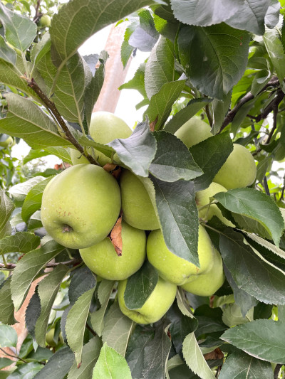 Lădiță mere Golden delicious