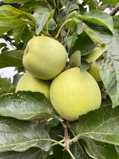 Măr Golden Delicious